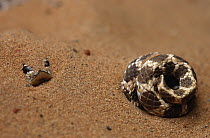 Hog-nosed Snake (Heterodon sp) hiding in sand, native to North America