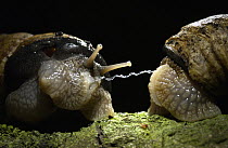 Edible Snail (Helix pomatia) pair with love dart between them, a calcium carbonate organ used to stimulate the partner during courtship, Aardenburg, Netherlands