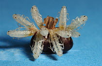 Oriental Cockroach (Blatta orientalis) nymphs emerging from eggs, native to Asia