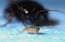 Oriental Cockroach (Blatta orientalis) newborn with mother in background, native to Asia