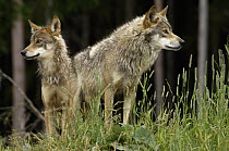 Wolf (Canis lupus) pair, native to Northern Hemisphere