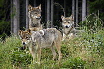 Wolf (Canis lupus) trio, native to Northern Hemisphere