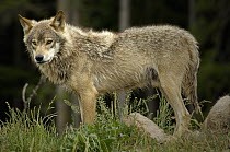 Wolf (Canis lupus), native to Northern Hemisphere