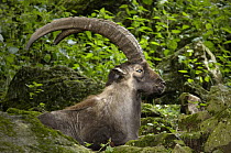 Alpine Ibex (Capra ibex) male, native to Europe