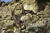 Alpine Ibex (Capra ibex) males, native to Europe