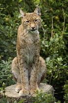 Eurasian Lynx (Lynx lynx), native to Europe and Asia