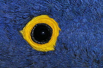Hyacinth Macaw (Anodorhynchus hyacinthinus) eye, native to South America