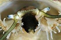 Abalone (Haliotis sp) eyes, native worldwide