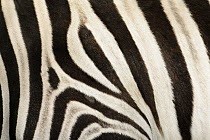 Damara Zebra (Equus burchellii antiquorum) fur, native to Africa