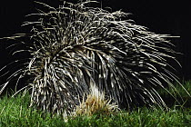 Crested Porcupine (Hystrix cristata) quills, native to Africa