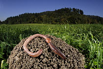 Common Earthworm (Lumbricus terrestris) on mound in meadow, Germany