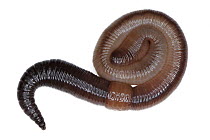Common Earthworm (Lumbricus terrestris) in defensive posture, Germany