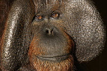 Orangutan (Pongo pygmaeus) male, native to Asia