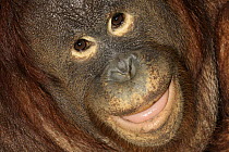 Orangutan (Pongo pygmaeus) female, native to Asia