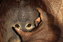 Orangutan (Pongo pygmaeus) female scratching head, native to Asia