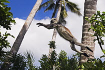 Zanzibar Red Colobus (Procolobus kirkii) jumping, Jozani Chwaka Bay National Park, Zanzibar, Tanzania