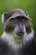 Blue Monkey (Cercopithecus mitis), Jozani Chwaka Bay National Park, Zanzibar, Tanzania