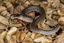 Herald Snake (Crotaphopeltis hotamboeia) flicking tongue, Marakele National Park, Limpopo, South Africa