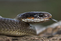 Herald Snake (Crotaphopeltis hotamboeia) flicking tongue, Marakele National Park, Limpopo, South Africa