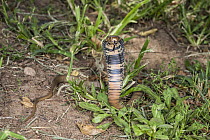 Mozambique Spitting Cobra (Naja mossambica) juvenile in defensive posture, Marakele National Park, Limpopo, South Africa