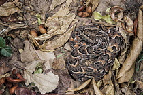 Puff Adder (Bitis arietans) camouflaged in leaves, Marakele National Park, Limpopo, South Africa
