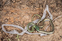 Spotted Bush Snake (Philothamnus semivariegatus) juvenile with shed skin, Marakele National Park, Limpopo, South Africa