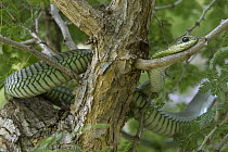 Boomslang (Dispholidus typus) in tree, Marakele National Park, Limpopo, South Africa