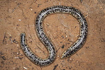 Giant Blind Snake (Typhlops schlegelii), Marakele National Park, Limpopo, South Africa