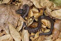 Herald Snake (Crotaphopeltis hotamboeia), Marakele National Park, Limpopo, South Africa