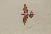 Carmine Bee-eater (Merops nubicus) calling while flying, South Luangwa National Park, Zambia