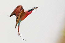 Carmine Bee-eater (Merops nubicus) flying with insect prey, South Luangwa National Park, Zambia