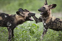 African Wild Dog (Lycaon pictus) sub-adults playing, Ruaha National Park, Tanzania