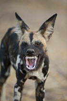 African Wild Dog (Lycaon pictus) in threat display, Ruaha National Park, Tanzania