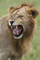 African Lion (Panthera leo) male flehming, Masai Mara, Kenya
