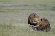 African Lion (Panthera leo) males greeting each other, Masai Mara, Kenya