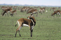 Lechwe (Kobus leche) male in herd, Lake Bangweulu, Zambia
