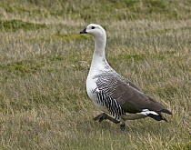 Upland Goose (Chloephaga picta) male, Torres del Paine National Park, Patagonia, Chile
