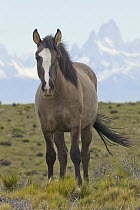 Domestic Horse (Equus caballus) in spring, Fitzroy Massif, Los Glaciares National Park, Patagonia, Argentina