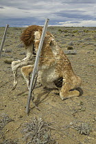Guanaco (Lama guanicoe) carcass, caught in barbed wire fence, Los Glaciares National Park, Patagonia, Argentina