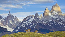 Guanaco (Lama guanicoe) group near mountains, Cerro Torre, Los Glaciares National Park, Patagonia, Argentina