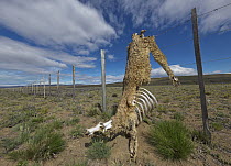 Guanaco (Lama guanicoe) carcass, caught in barbed wire fence, partially eaten by carnivores, Patagonia, Argentina