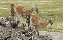 Guanaco (Lama guanicoe) sub-adult males chasing each other, Los Glaciares National Park, Patagonia, Argentina
