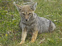 South American Gray Fox (Lycalopex griseus) stretching, Los Glaciares National Park, Patagonia, Argentina