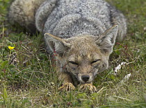 South American Gray Fox (Lycalopex griseus) sleeping, Los Glaciares National Park, Patagonia, Argentina