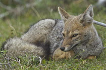 South American Gray Fox (Lycalopex griseus), Los Glaciares National Park, Patagonia, Argentina