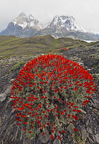 Neneo (Anarthrophyllum desideratum) flowering in spring, Torres del Paine National Park, Patagonia, Chile