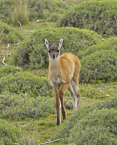 Guanaco (Lama guanicoe) cria in spring, Torres del Paine National Park, Patagonia, Chile