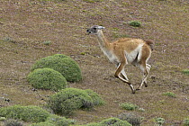 Guanaco (Lama guanicoe) male chasing rival in spring, Torres del Paine National Park, Patagonia, Chile