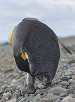 King Penguin (Aptenodytes patagonicus) preening on beach, Strait of Magellan, Patagonia, Chile