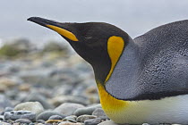 King Penguin (Aptenodytes patagonicus) on beach, Strait of Magellan, Patagonia, Chile